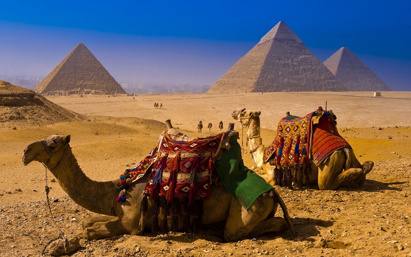 верблюды в пустыне