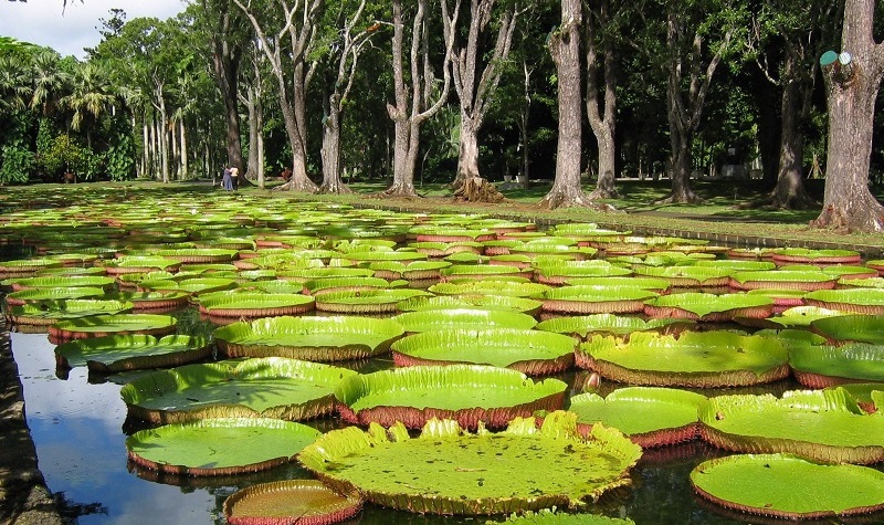 Ботанический сад Памплемус на Маврикии