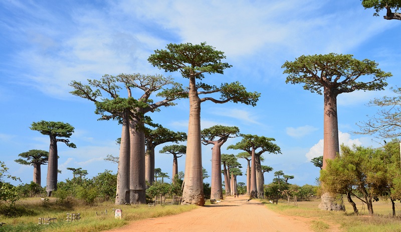 12 лучших курортов Мадагаскара: куда купить тур